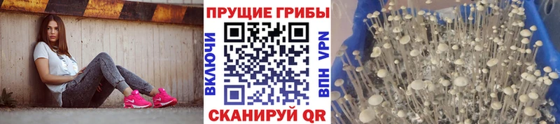 Псилоцибиновые грибы прущие грибы  kraken маркетплейс  Княгинино 